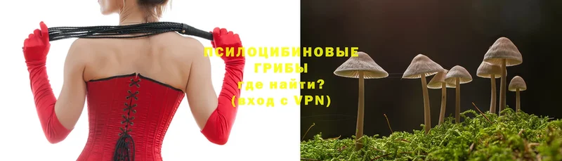 цена   Кизел  Псилоцибиновые грибы Cubensis 